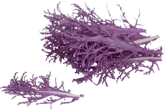 Feuilles de chou ornemental violet 25pc pièce